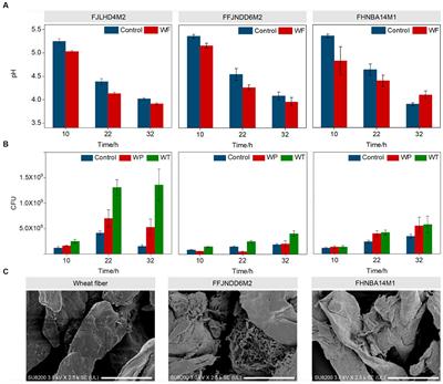 Multi-omics analysis reveals genes and metabolites involved in Bifidobacterium pseudocatenulatum biofilm formation